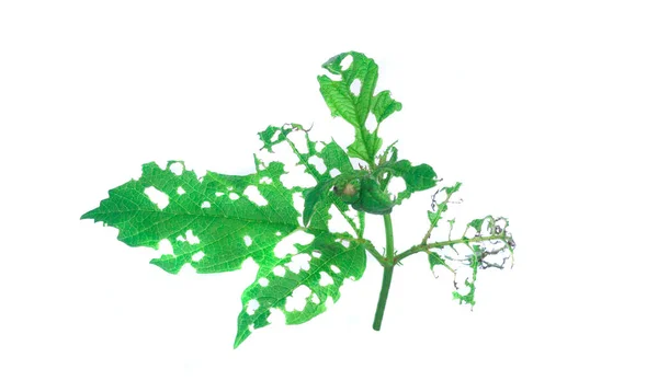 病気や病気で葉が傷んだ 緑の植物 — ストック写真