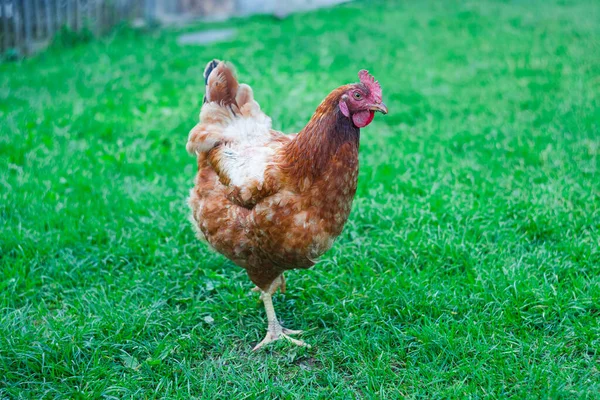 Pollo Caminando Hierba —  Fotos de Stock