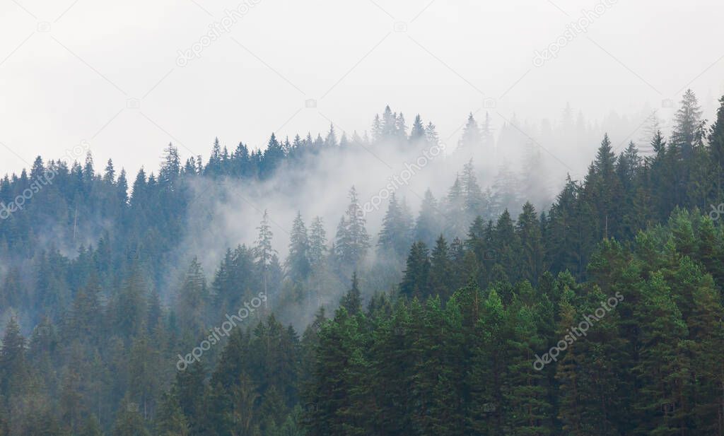 forest and fog after rain