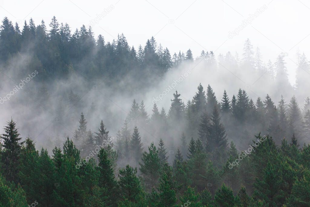 forest and fog after rain