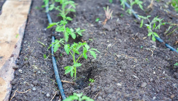 Tomato Plant Irrigation System Home — Stock Photo, Image