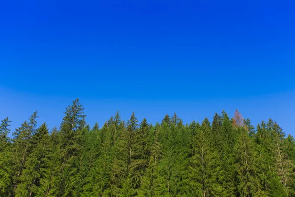 Grüner Kiefernwald Und Blauer Himmel — Stockfoto