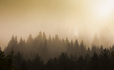 Sonbahar ormanında mistik bir sabah. Güzel manzara