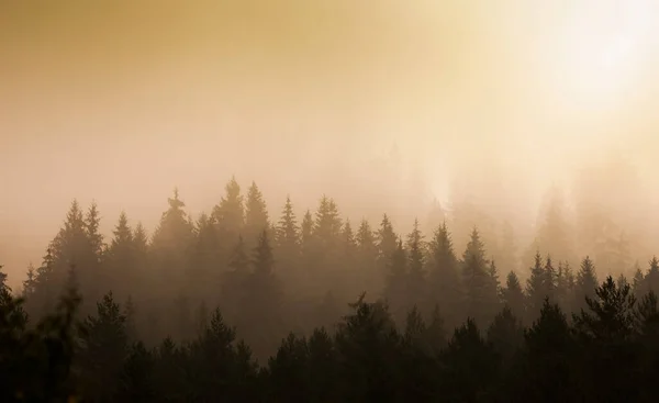 Mystischer Morgen Herbstlichen Wald Schöne Landschaft — Stockfoto