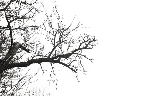 Rama Seca Del Árbol Aislada Sobre Fondo Blanco — Foto de Stock