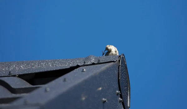 Kleiner Vogel Auf Dem Hausdach — Stockfoto