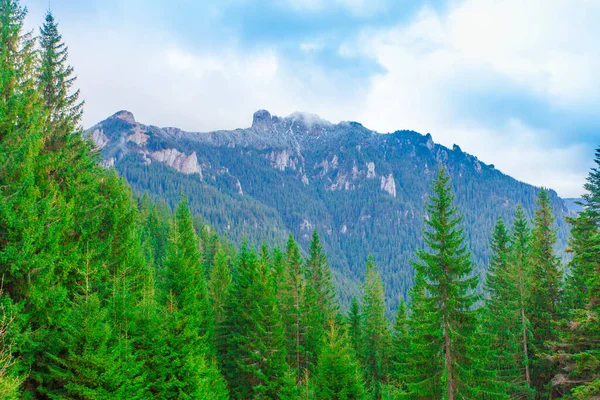 Berg Und Grüner Wald Ceahlau Rumänien Ökologisches Umweltkonzept — Stockfoto