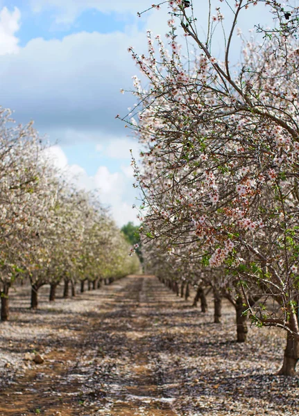 Paisaje Agrícola Floreciente Jardín Con Árboles Frutales — Foto de Stock