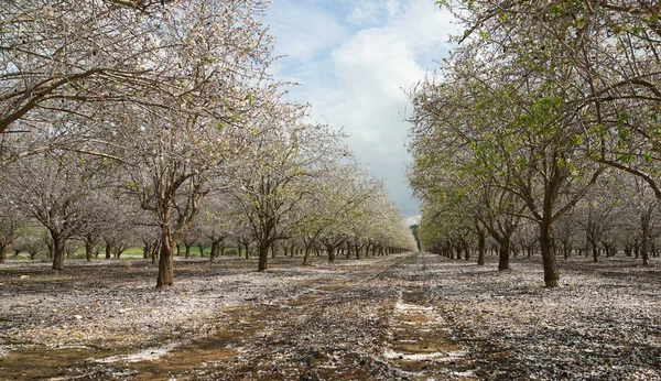 Paisaje Agrícola Floreciente Jardín Con Árboles Frutales — Foto de Stock