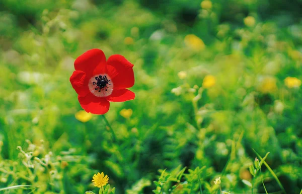 Paysage Rural Champ Coquelicots Rouges Fleurs — Photo