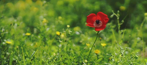 Paesaggio Rurale Campo Papaveri Rossi Fioriti — Foto Stock