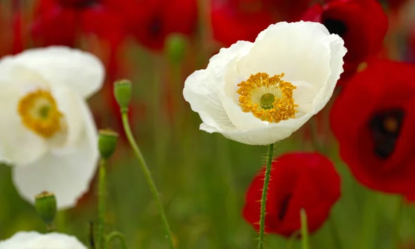 乡村景观 一个开花的红色和白色罂粟的领域 — 图库照片
