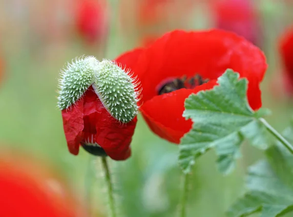 Rural Landscape Field Flowering Red Poppies — Stock Photo, Image