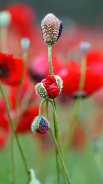 Rural Landscape Field Flowering Red Poppies — Stock Photo, Image