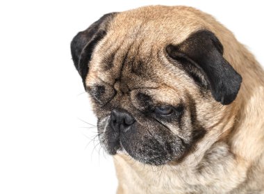 köpek doğurmak pug beyaz izole arka planda