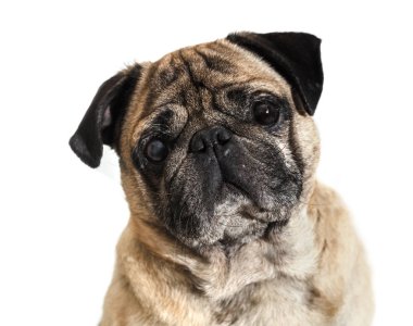 köpek doğurmak pug beyaz izole arka planda