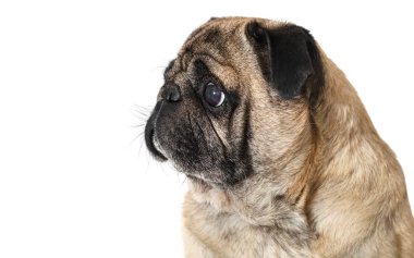 köpek doğurmak pug beyaz izole arka planda