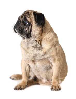köpek doğurmak pug beyaz izole arka planda