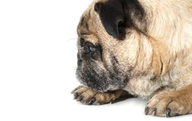 Beyaz bir arka plan üzerinde yakın çekim yalan pug köpek