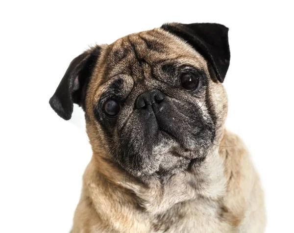 köpek doğurmak pug beyaz izole arka planda