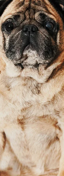 Tier Hundemops Rasse Sitzend Nahaufnahme — Stockfoto