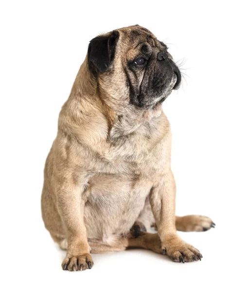 köpek doğurmak pug beyaz izole arka planda
