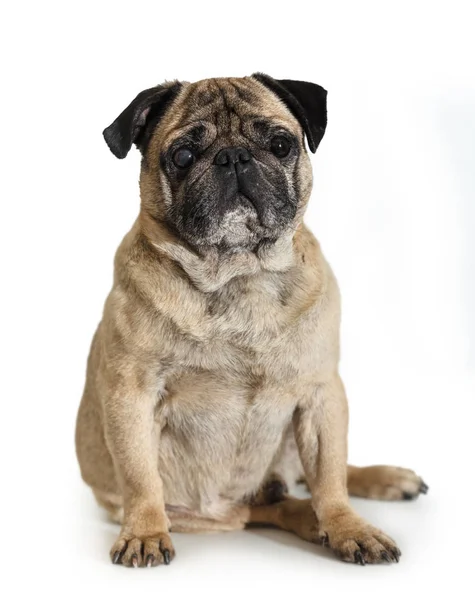 Порода Собак Мопс Белом Изолированном Фоне — стоковое фото