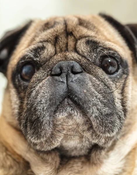 Retrato Cão Pug Raça Focinho Closeup — Fotografia de Stock