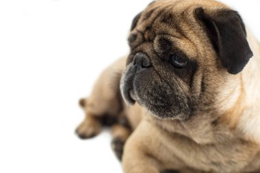 Beyaz bir arka plan üzerinde yakın çekim yalan pug köpek