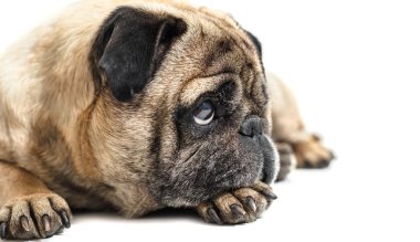 köpek doğurmak pug beyaz izole arka planda