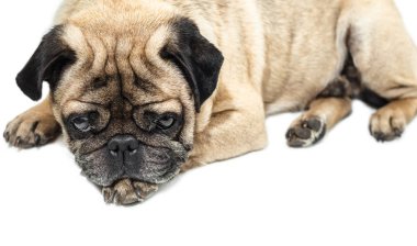 Beyaz bir arka plan üzerinde yakın çekim yalan pug köpek