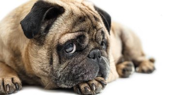 Beyaz bir arka plan üzerinde yakın çekim yalan pug köpek