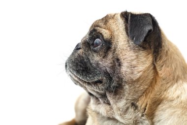 köpek doğurmak pug beyaz izole arka planda