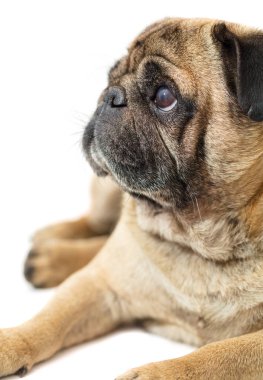 Beyaz bir arka plan üzerinde yakın çekim yalan pug köpek