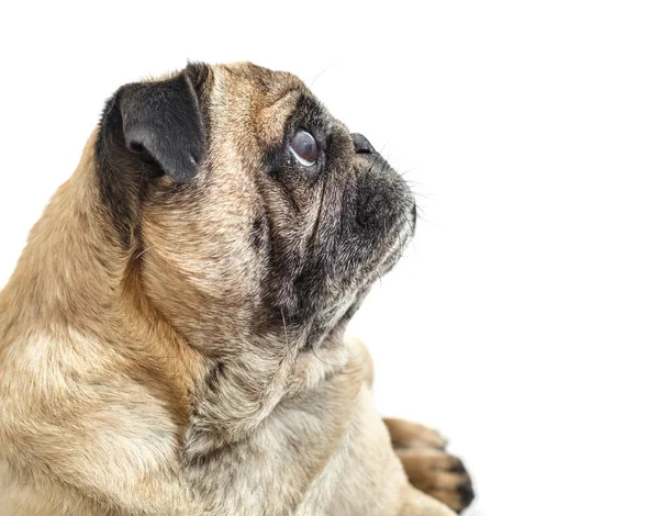 köpek doğurmak pug beyaz izole arka planda