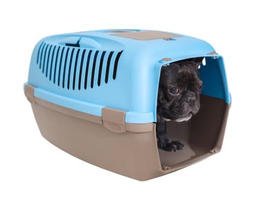 Beyaz izole arka plan üzerinde taşıyan Fransız bulldog köpek