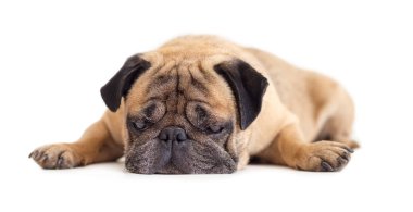 köpek doğurmak pug beyaz izole arka planda