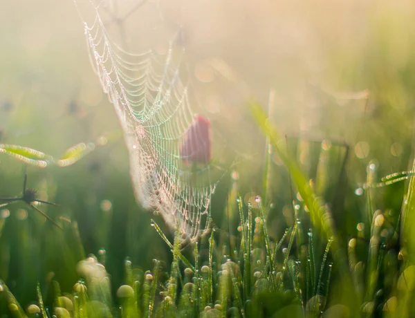 Spider Web Drops Dew Red Poppy Close Field — Stock Photo, Image