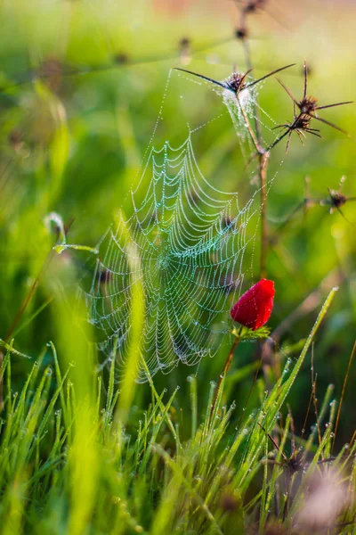 Spider Web Drops Dew Red Poppy Close Field — Stock Photo, Image