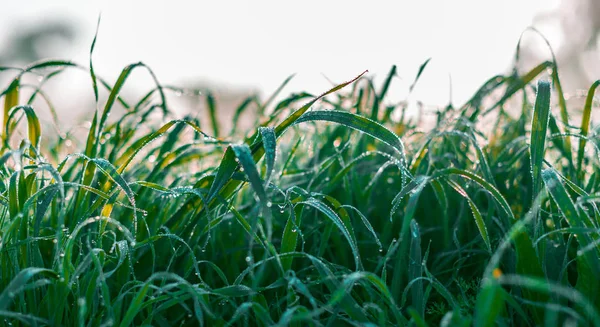 Grama Verde Gotas Campo Orvalho Close — Fotografia de Stock