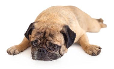 köpek doğurmak pug beyaz izole arka planda