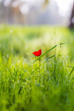 kırsal manzara, kırmızı çiçekli haşhaş tarlası