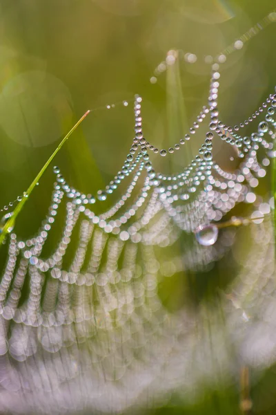 Spider Web Drops Dew Field Close — Stock Photo, Image