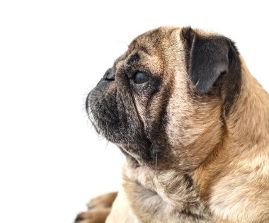 Beyaz bir arka plan üzerinde yakın çekim yalan pug köpek