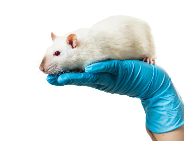 Hände Medizinischen Handschuhen Halten Eine Ratte Auf Weißem Hintergrund — Stockfoto