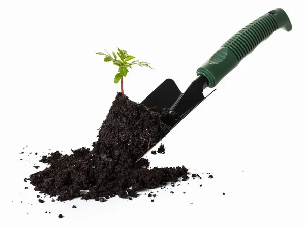 Plantar Una Pequeña Planta Sobre Montón Tierra Fondo Blanco — Foto de Stock