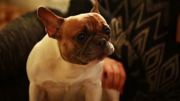 Hond Franse Bulldog Wiggles Zijn Mond — Stockvideo