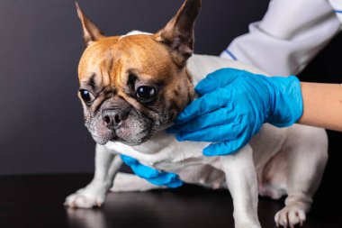 köpek veteriner resepsiyonda