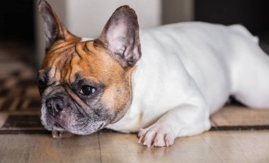 Fransız buldozer cins köpek 