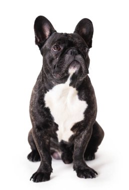 Fransız buldozer cins köpek 